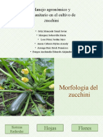 ManejoAGRONOMICOy FITOSANITARIOdel Cultivo de Zucchuini