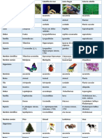 Clasificacion Taxonomica - Ruth Argueta