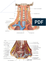 Cervicalgias Umf