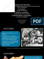 Anatomia Del Duodeno