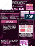 Tejido Epitelial Expo