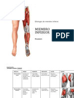 Miologia de Miembro Inferior