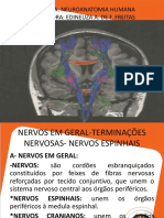 Aula 3. Nervos Espinhais Mod Novo (1)