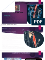 Columna Vertebral
