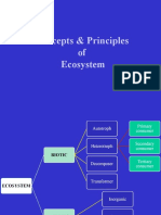 Eco Pyramid and Succession