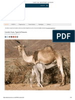 Camels - Facts, Types & Pictures - Live Science