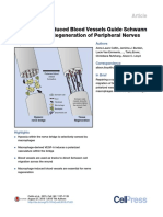 Macrophage and Vessels Cattin