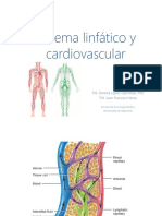 Clase Sistema Linfoide y Sanguíneo