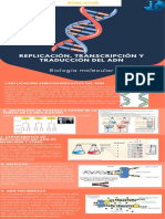 Infografia 2 - 7 REPLICACION, TRANSCRIPCION Y TRADUCCION DEL ADN