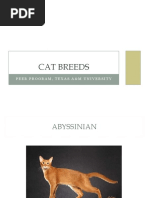 Cat Breeds