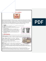 Region Labial