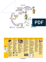 Ficha Tecnica Cisticercosis
