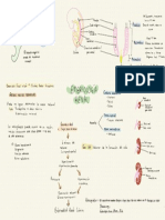 Embriología Renal