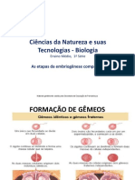 As Etapas Da Embriogênese Comparada