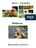 Moluscos e Artrópodes