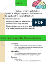 10nervous System 1