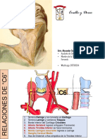 CUELLO (Repaso)