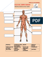 Músculos Del Cuerpo Humano 1