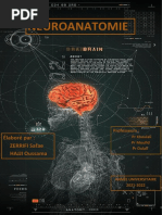 NEURO ANATOMIE (Version Cours + Schémas)