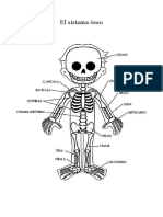 El Sistema Óseo