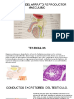 Histologia Del Aparato Reproductor Masculino