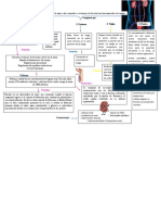 Sistema Renal Mapa Comceptual