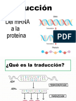 Traducción Del Dna