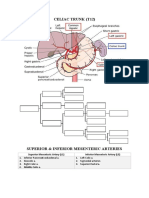 Arteries of Abdomen