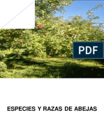 ESPECIES Y RAZAS DE ABEJAS PDF