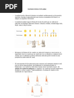 Anatomía Interna de La Pulpa