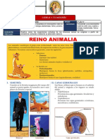 4 Reino Animalia