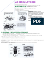 Sistema Circulatorio