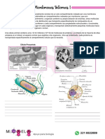 MEMBRANAS INTERNAS 1 - Teoría