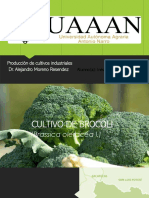 Cultivo de Brocoli