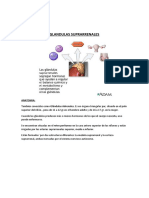 TEMA #12 Glandulas Suprarrenales