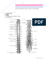 Medula Espinhal