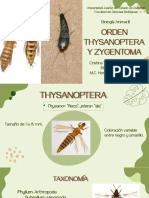 THYSANOPTERA