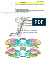 Neuro 3 - Via Piramidal y Extrapiramidal