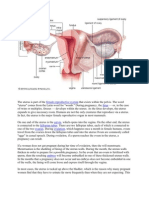 Uterus Anatomy