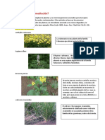 Fitorremediación Cta