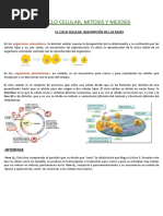 Copia de TMA 8 CICLO CELULAR, MITOSIS Y MEIOSIS