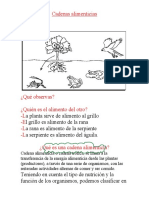 Cadenas Alimenticias