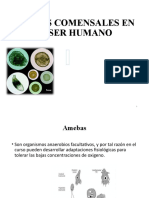 Amebas Comensales en El Ser Humano para