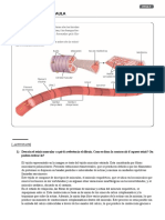 Fitxes 9 I 10 - EL TEIXIT MUSCULAR I EL TEIXIT NERVIÒS