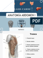 Flashcards - Anatomía Abdomen