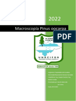 Informe Macroscópico Pinus Oocarpa