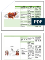 Anatomía 4