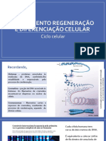 Ciclo Celular - Fases Do Ciclo e Regulacao