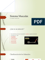 Sistema Muscular