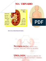 Ponencia Sistema Urinario